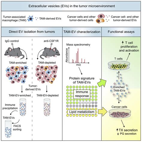 Molecular Profiling And Functional Analysis Of Macrophage Derived Tumor