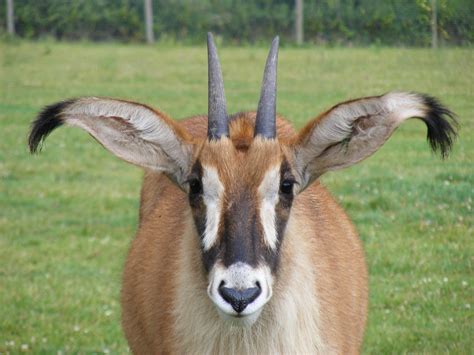 Definitive Guide To Roan Antelope Facts, Habitat, Conservation Status ...