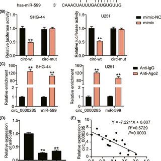 Direct Interaction And Negative Regulation Between Hsa Circ And