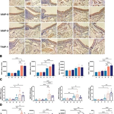 Expression Of Matrix Metalloproteinases Mmps And Mmp Inhibitor