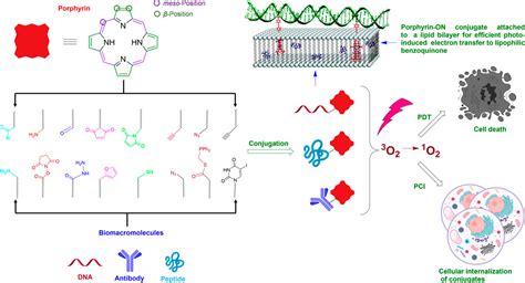 Frontiers Synthesis And Applications Of Porphyrin Biomacromolecule