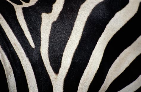 Zebra Stripes, Close-up by William H. Edwards