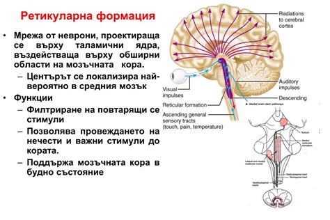 PPT - Анатомия на главния мозък Мозъчен ствол PowerPoint Presentation ...