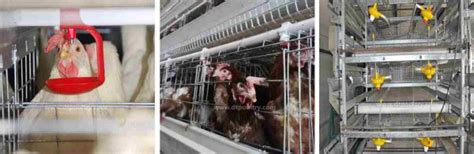 H Type Layer Chicken Cage Full Automatic Henan Dingtuo Group