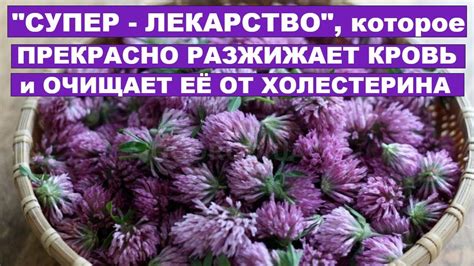 КРАСНЫЙ КЛЕВЕР ПРЕКРАСНО РАЗЖИЖАЕТ и ОЧИЩАЕТ КРОВЬ ОТ ХОЛЕСТЕРИНА ...