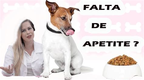 Cachorro Falta De Apetite O Que Pode Ser Youtube