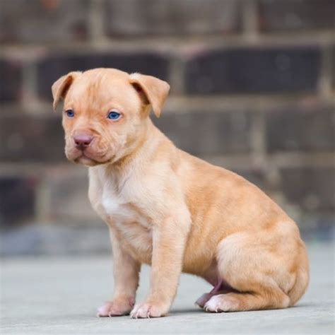 red nose pitbull puppies for sale 2021 - Totality Blogger Photographs