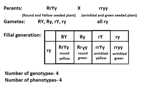 What is the total number of genotypes and phenotypes in a dihybrid test ...