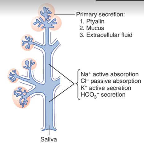 Vmed Gi Tract Secretion Flashcards Quizlet