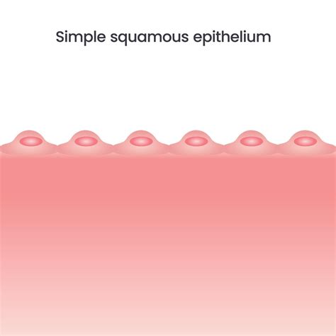 simple squamous epithelium vector illustration background 10803616 ...