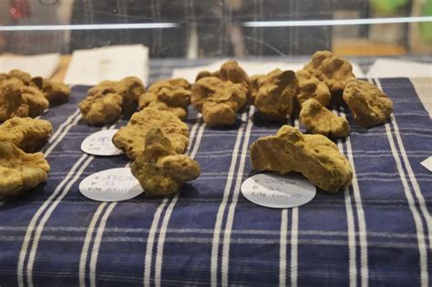 International White Truffle Festival of Alba, Italy | SWTliving