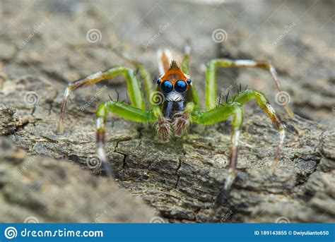 Jumping Spider On Leaf Taken Using Macro Technique Stock Image