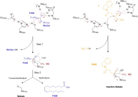 A Schematic Presentation Of Notum Catalytic Intermediates And Final