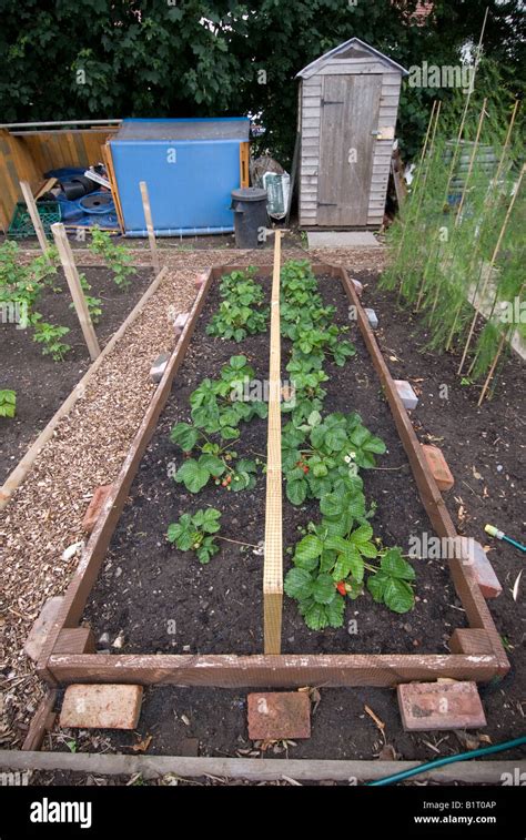 How To Plant Strawberries In A Raised Bed Pic Cafe