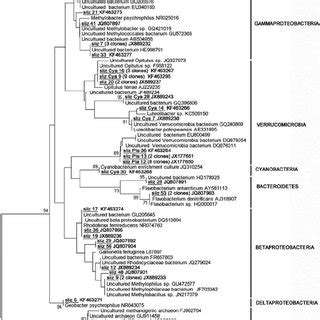 Neighbor Joining Phylogenetic Analysis Of 16S RRNA Gene Sequences Of