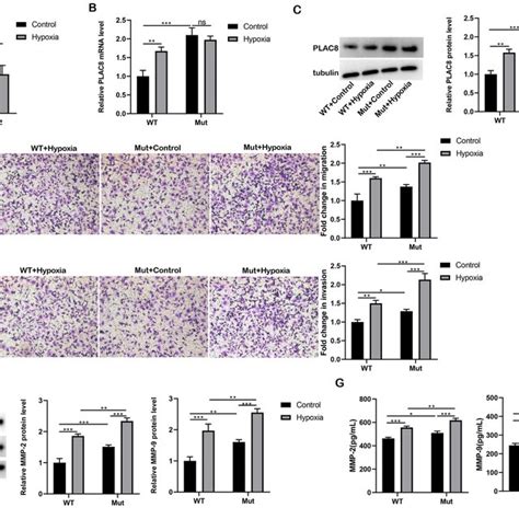 Expression And Functional Regulation Of Plac Mediated By M A