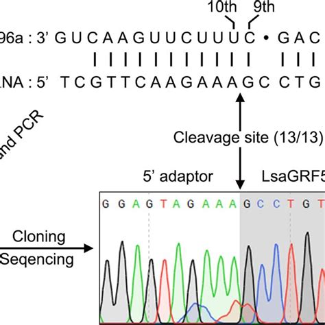 Validation Of The Mir Cleavage Site In Lsagrf By Rlm Race The