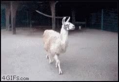 Drama Llama GIF - Drama Llama - Discover & Share GIFs