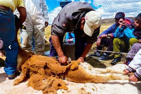 C Mo Protege La Reserva Nacional Pampa Galeras A La Emblem Tica Vicu A