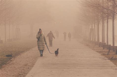 Lignum Paisajista Podas En Altura Dise O Y Ejecuci N De Jardines