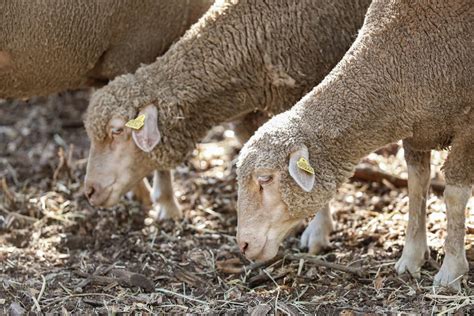 L Échelle de Jacob Vols de carburants de poules et de moutons les