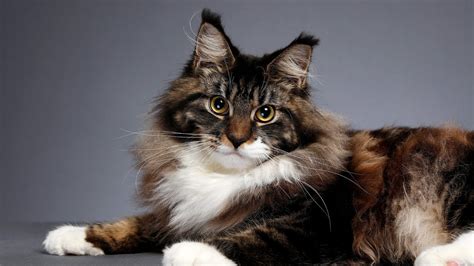 Black And Brown Cat Is Lying Down On Ash Color Table In Ash Color ...