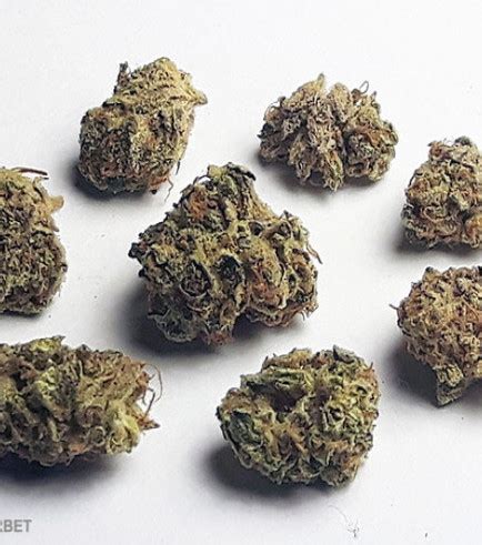 Sunset Sherbet Strain: Weed Guide and Review - THC University