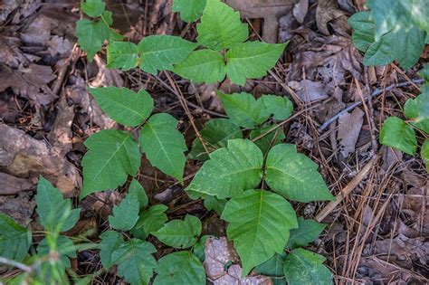 How To Treat Poison Ivy Fast Proven Treatments