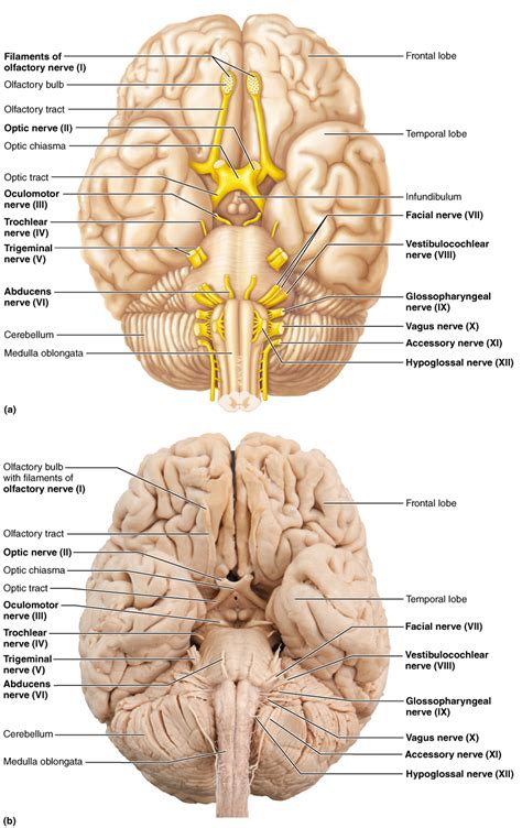 Diagram Of Cranial Nerves