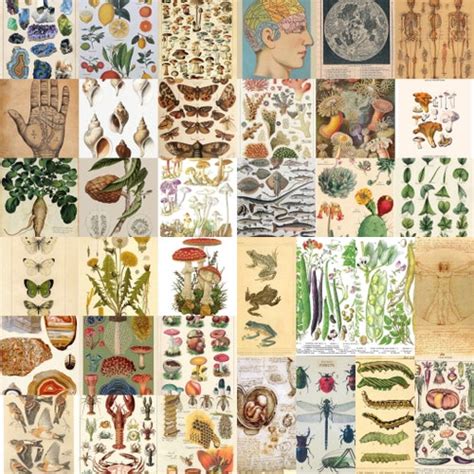 Vintage Botanical Posters Wall Collage Kit Printed Collage Etsy