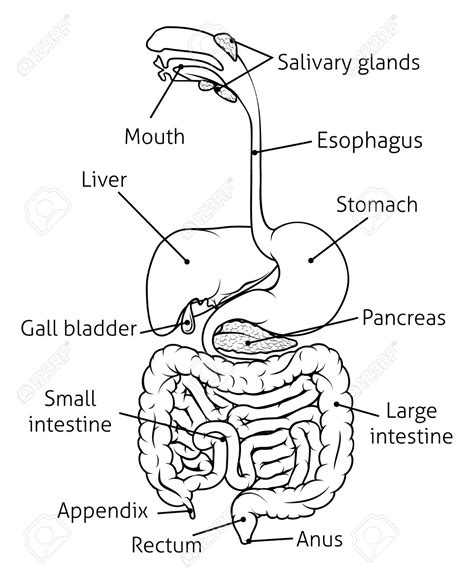 Digestion Drawing At Explore Collection Of
