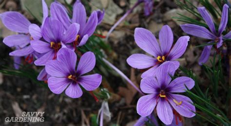 Saffron crocus: A spice worth growing