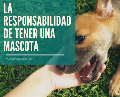 La Responsabilidad De Tener Una Mascota… 5 Puntos Que No Debemos