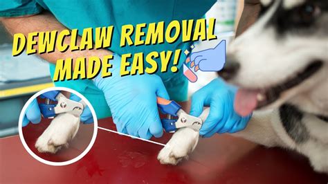 Tips For Trimming Your Dogs Dew Claw Youtube