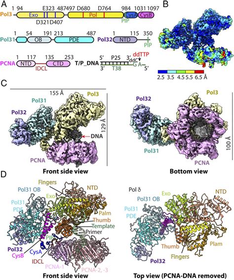 Cryo Em Structure Of The S C Pol Pcna Dna Ternary Complex A