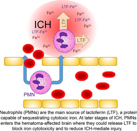 Beneficial Role Of Neutrophils Through Function Of Lactoferrin After