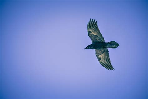 Black Bird Flying · Free Stock Photo