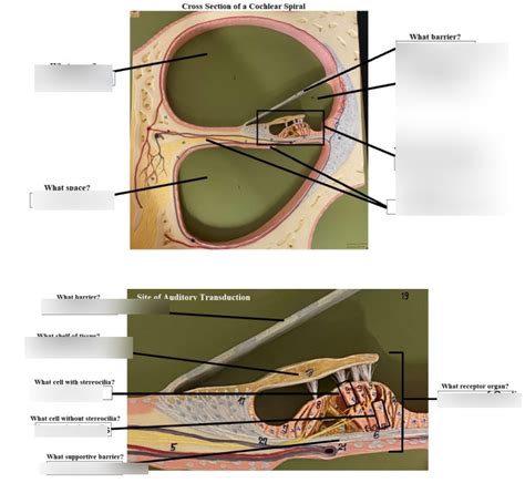 Cross Section Of A Cochlear Spiral Diagram Quizlet