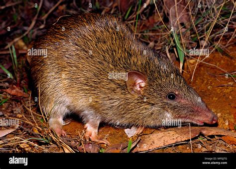 bandicoot  res stock photography  images alamy