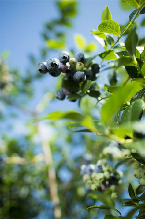 Fotos Hofreiter Selber Ernten Beeren Gem Se Beerencaf M Nchen