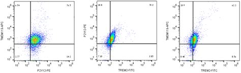 Microglia Markers Alomone Labs