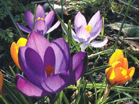 Crocus Tommasinianus Wildstaudenzauber