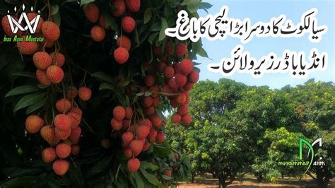 Asia S Largest Lychee Garden In Sialkot Second Biggest Garden In