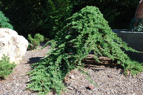 Juniperus Procumbens Nana Grafted Onto A Standard Eclectic