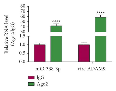 Circ ADAM9 Sponged MiR 338 3p A The Binding Sites Between Circ ADAM9