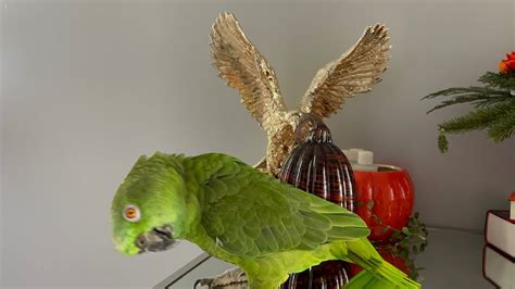 Loro llorando porq perdió a su papá loro llorando porq no le abren la