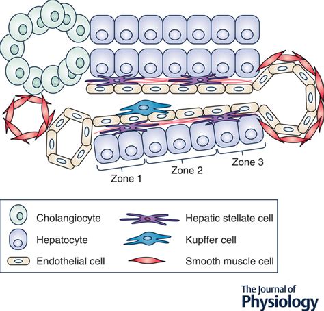 Hepatic Stellate Cells In Physiology And Pathology Kamm 2022 The Journal Of Physiology