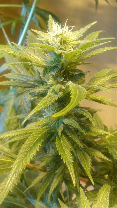 Strain Gallery Hindu Kush Sensi Seeds PIC 31081784656753977 By Manutara