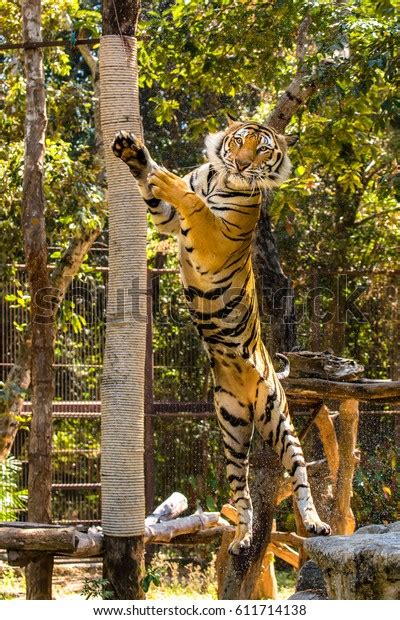 Tiger Attacking Prey Midair Stock Photo (Edit Now) 611714138