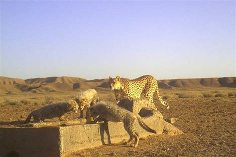 Asiatic cheetahs: on the road to extinction?